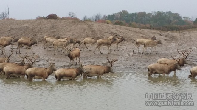 东方湿地,鹤鹿故乡 第四届中国盐城国际环保